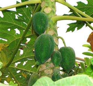  Fruits